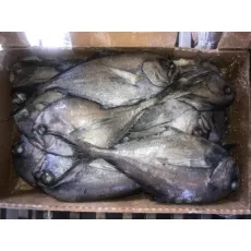 1kg up Whole Round Black Pomfret Fish Fresh Frozen Seafood