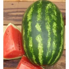 Hybrid Watermelon Seeds Large Size Watermelon Seeds for Sowing