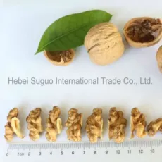 2021 Xinjiang Walnut Nut Wholesale Nuts Selling Supply Asia Europe