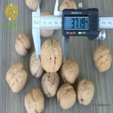2021 Walnut Xinjiang Walnut Big Walnut in Shell 32mm China Walnut