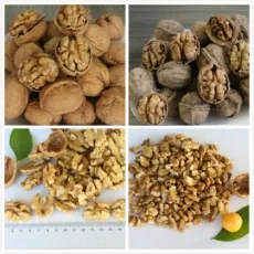 Gulfood Anuga Food Broker/ Wholesale distributor of Chinese Nuts