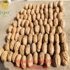 Excellent Quality2020 Xingfu Walnut with Shell in Bulk Wholesale
